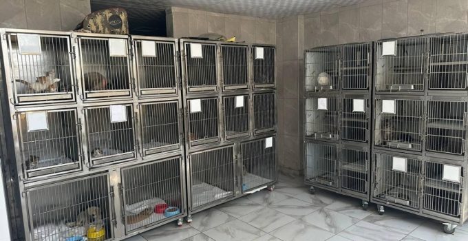ADIYAMAN BELEDİYESİ SOKAK HAYVANLARINA GÜVENLİ YUVA SAĞLADI