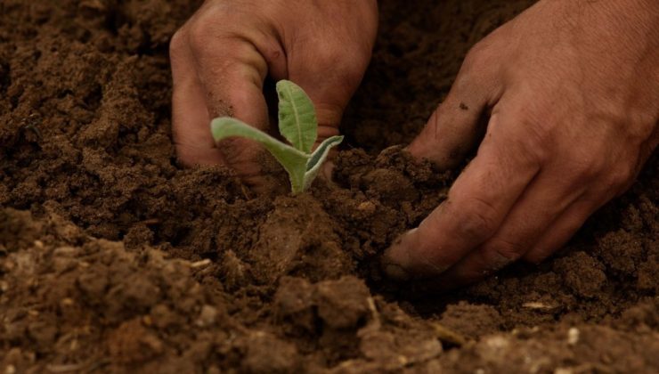 Adıyaman’da, zirai dondan etkilenen çiftçilere ödeme yapılacak