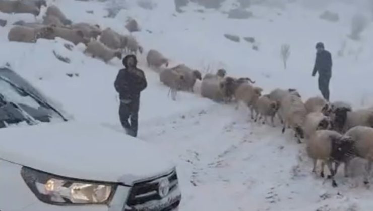 Adıyaman’da karda mahsur kalan 800 küçükbaş hayvan kurtarıldı