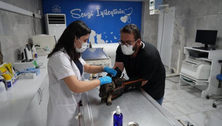 Adıyaman Belediyesi 2025’te Patibulansla sahadaydı: Binlerce hayvan şifa buldu