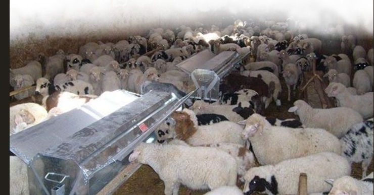 Adıyaman’da Hayvancılığa Destek