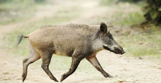 Adıyaman’da Karda Aç Kalan Yaban Domuzları İndere Bolgesine İndi