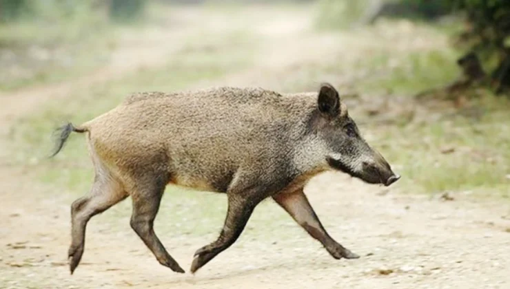 Adıyaman’da Karda Aç Kalan Yaban Domuzları İndere Bolgesine İndi